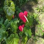 Anthurium nymphaeifolium Květ