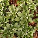 Pachysandra terminalis Листок