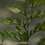 Hymenophyllum wilsonii Liść