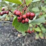 Crataegus douglasii Плід