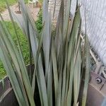 Phormium tenax Fuelha