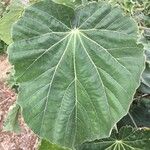 Abutilon exstipulare Leaf