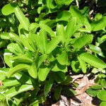 Xylocarpus granatum Leaf