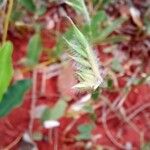 Echinolaena inflexa Flor