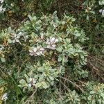 Leptospermum laevigatum 花