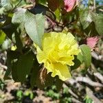 Gossypium barbadense 花