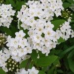 Spiraea × vanhouttei Flower