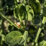 Zygophyllum fabago Blad