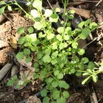 Cardamine oligosperma Ліст