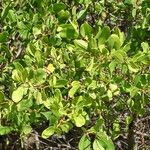 Laguncularia racemosa 葉