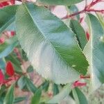 Photinia glabra Blad