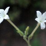 Plumbago zeylanica Flower