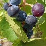 Vitis riparia Плод