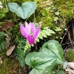 Cyclamen repandum Blüte