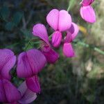 Lathyrus vestitus Flower