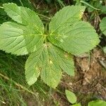 Peucedanum ostruthium Leaf