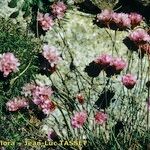 Armeria multiceps Hábito