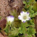 Nemophila spatulata Cvet