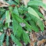 Blechnum spicant Hostoa