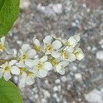 Prunus padus Květ