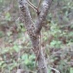 Rhus copallinum Schors