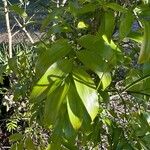 Geitonoplesium cymosum Hoja