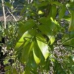 Geitonoplesium cymosum Leaf