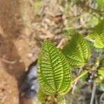 Miconia crenata Leaf