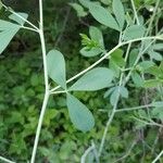 Baptisia alba Leaf