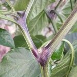 Capsicum annuum Кара