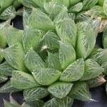 Haworthia cooperi Blatt