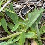 Pilosella lactucella Leaf