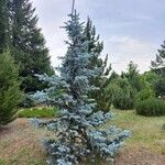 Picea pungensBlad