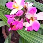 Spathoglottis plicata Flower