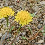 Chaenactis glabriuscula പുഷ്പം