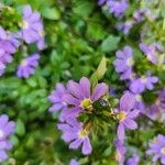 Scaevola nitidaFlower