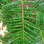 Torreya californica Folha