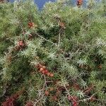 Juniperus oxycedrus Leaf