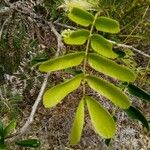 Albizia lebbeck Feuille