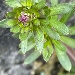 Iberis ciliata Flower