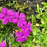 Dianthus glacialis Flor
