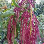 Amaranthus caudatus Blatt