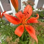 Lilium philadelphicum ফুল