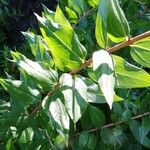 Coriaria myrtifolia Leaf