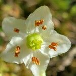 Moneses uniflora Flor