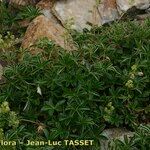 Alchemilla saxatilis Hábito