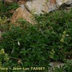 Alchemilla saxatilis Habit