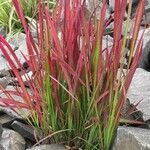 Imperata cylindrica Hábito