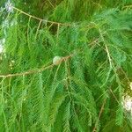 Taxodium distichumFolha