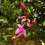 Spathoglottis plicata Fiore